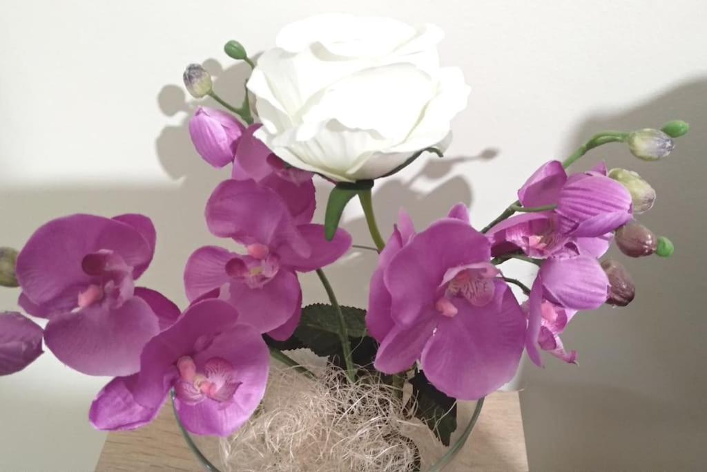 Theano's Cozy & Quiet Lux Flat - Wifi & Full Amenities
